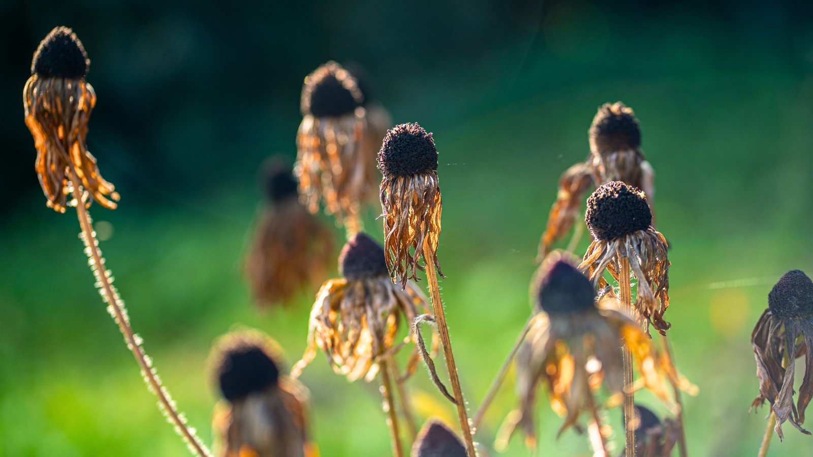 7 Strategies to Encourage Your Favorite Vegetation to Self-Sow