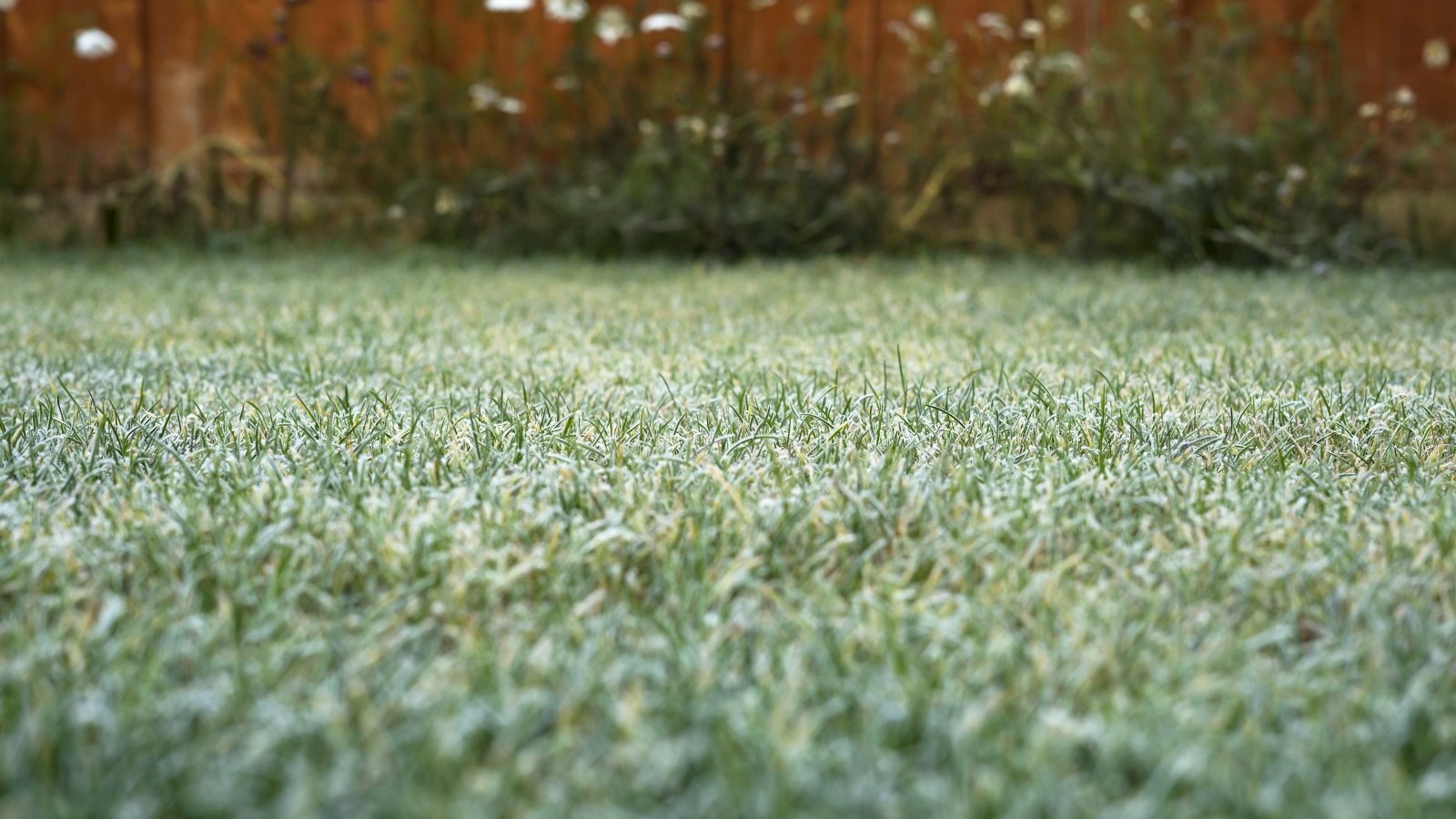 Do These 7 Winter Duties Now for a Healthful Backyard This Spring